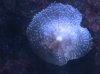 mushrooms 003.jpg
