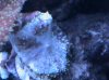 mushrooms 002.jpg