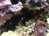 damsel with BTA.jpg