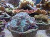 acans @ petco.jpg
