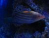 wrasse-2.jpg