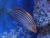 wrasse-1.jpg