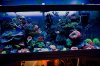 043-jacobs-tank Ronnies.jpg