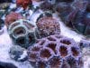 acans.jpg