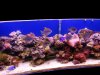 Tank2.jpg