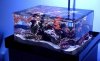 zeroedgeaquarium.jpg