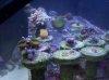 zoas.jpg