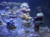 birdsnest an surrounding frags (800x600).jpg