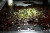 Cyano 1 -.jpg