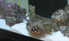 IMG_2637n.GIF