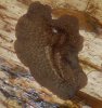 flatworm 1.jpg