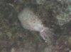 TinyTubiculousTubeworm.jpg