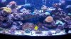 Full Tank Shot Reefers.jpg