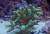 Birdsnest Coral Reefers.jpg