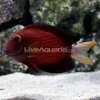 lg-77938-white-tail-bristletooth-tang.jpg