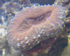 donut coral.png