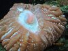 corals 017.jpg