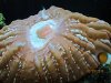 corals 002.jpg