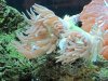 corals 008.jpg