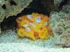 corals 006.jpg