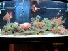 corals 015.jpg