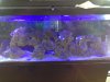 55 gal tank.JPG