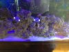 55 gal tank 1.JPG