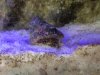 hermit crab.JPG