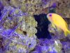 anthias.JPG