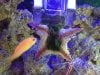 starfish.JPG