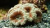 acan.JPG