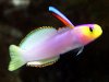 firefish.jpg