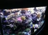 tank shot front 5-23-2012.jpg