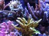 left front tank pic 5-25-2012.jpg