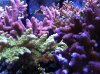 right side front tank shot 2-26-2012.jpg
