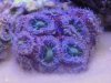 purple acan.JPG