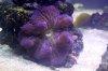 gigantea_14-Sep-2012.jpg
