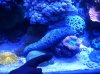 PaulReefkeeper2tank.JPG