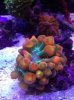 9-23-11-CMI-Saltwater-fish.jpg