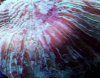ImageUploadedByTapatalk HD1370717890.596873.jpg
