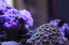 corals 002.jpg