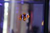 corals 005.jpg