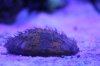 corals 035.jpg