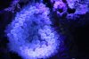 corals 036.jpg