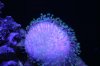 corals 038.jpg