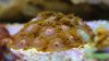 Coral 005 (437x245).jpg