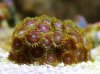 Coral 008 (330x245).jpg