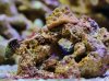 Coral 010 (290x215).jpg