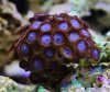 Coral 016 (290x246).jpg