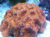 coral002_zps5720cf03.jpg